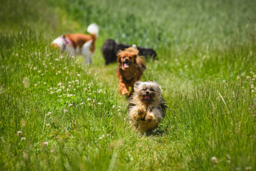 Dogs running on a green grassy field