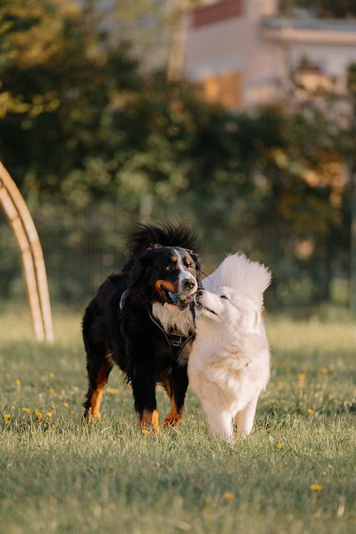Socialized dogs live happier, healthier lives with their peers