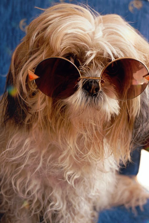 A dog wearing sunglasses