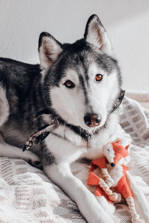 A husky with a toy