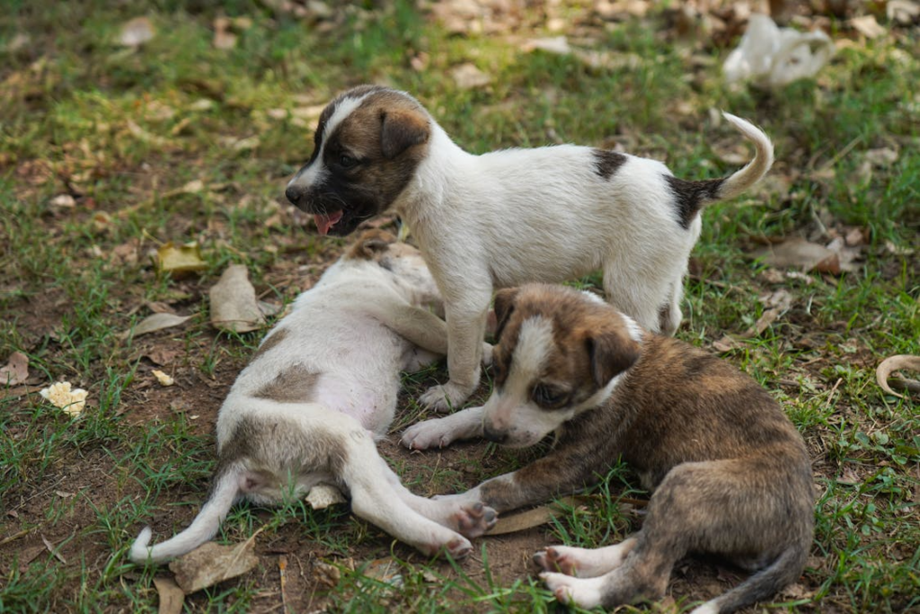 A group of puppies playing :