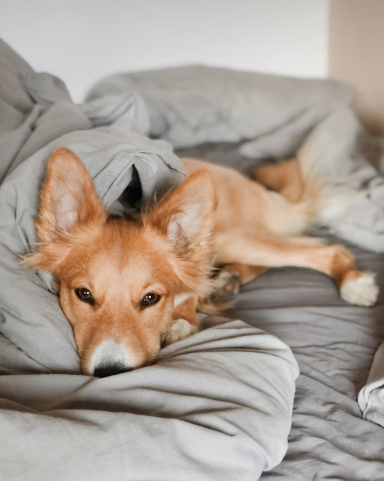 A dog lying on sheets