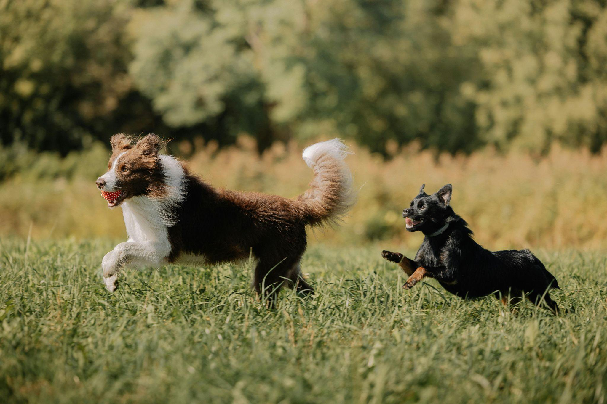 Resort-style dog daycares keep pups happy, healthy, and social every single day.