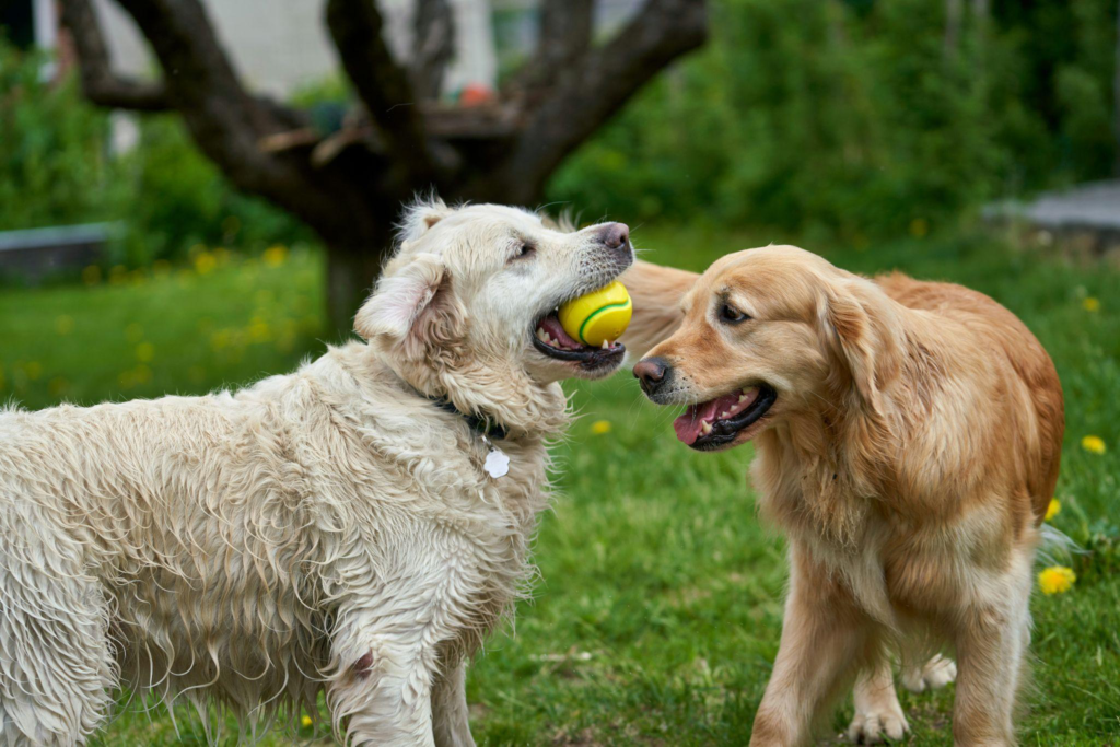 Puppies flourish with structured socialization at puppy daycare.