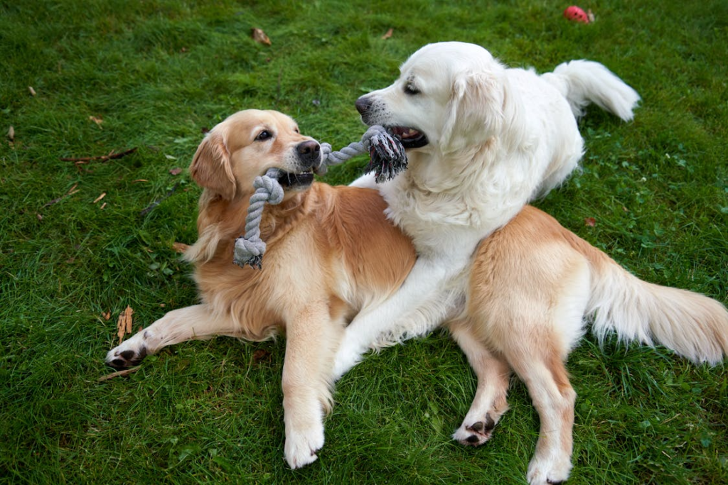 Two dogs playing tug of war with love