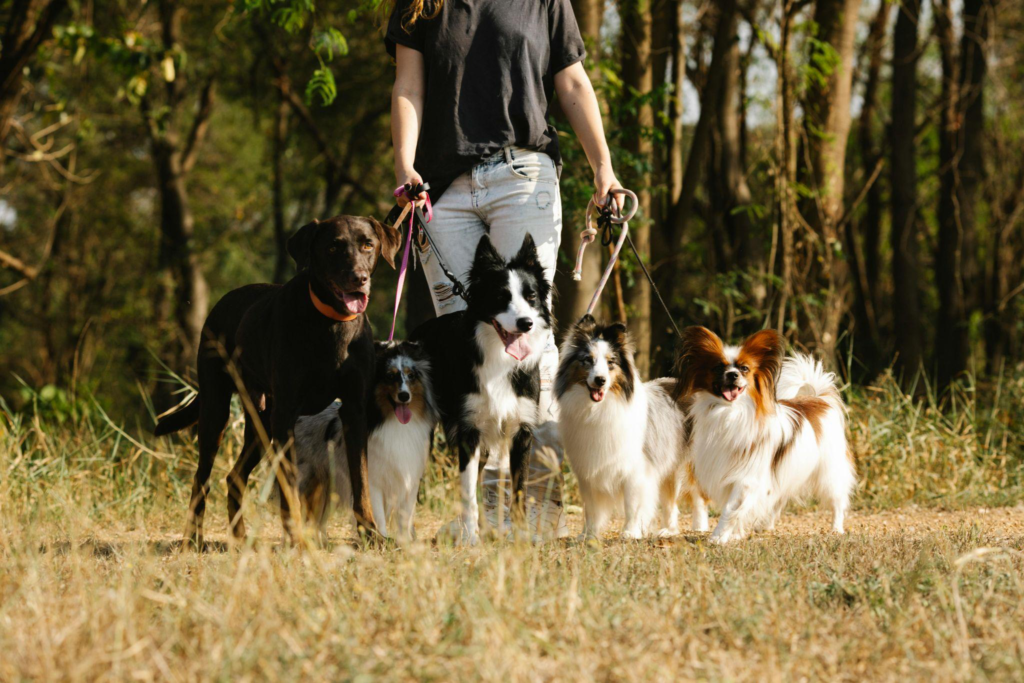 a group of dogs out for a walk