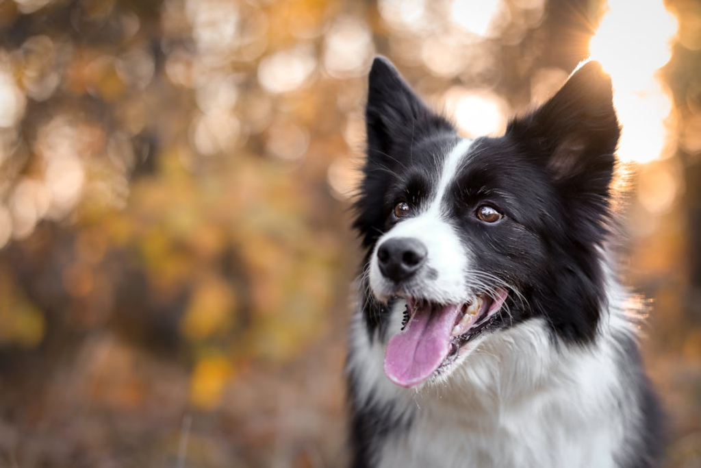 Ensure your dog is relaxed, safe, and happy while you’re away