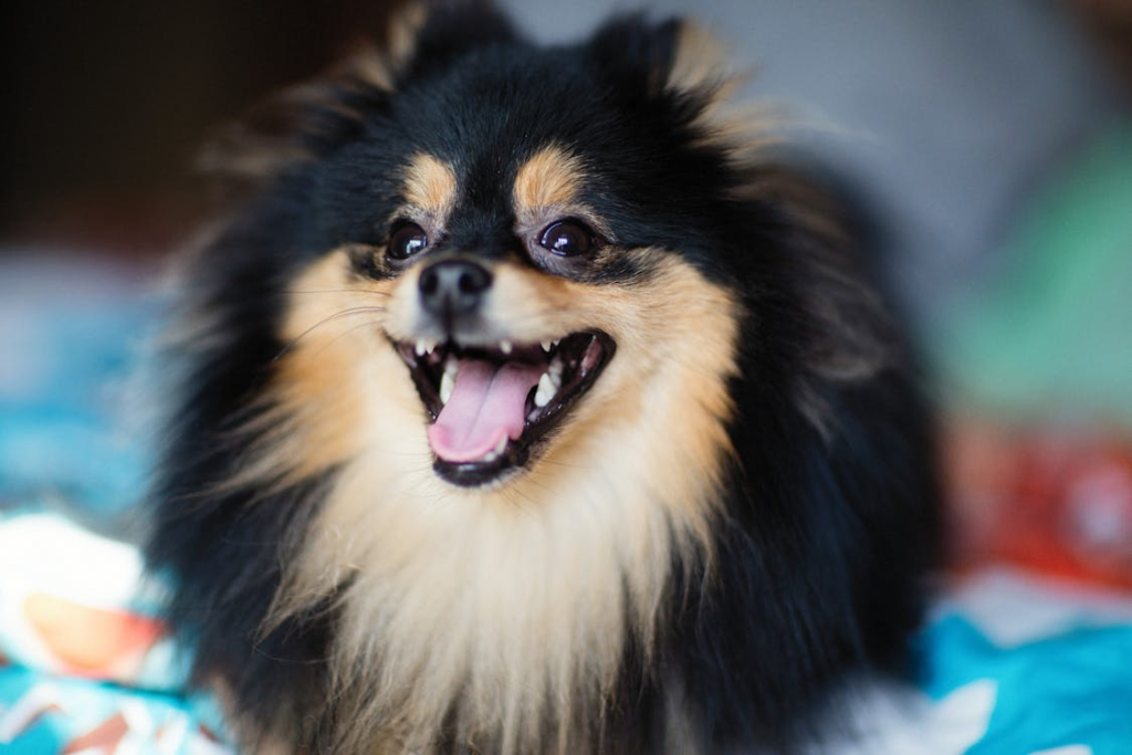 Create a positive boarding or daycare experience by helping your dog adjust to a new environment