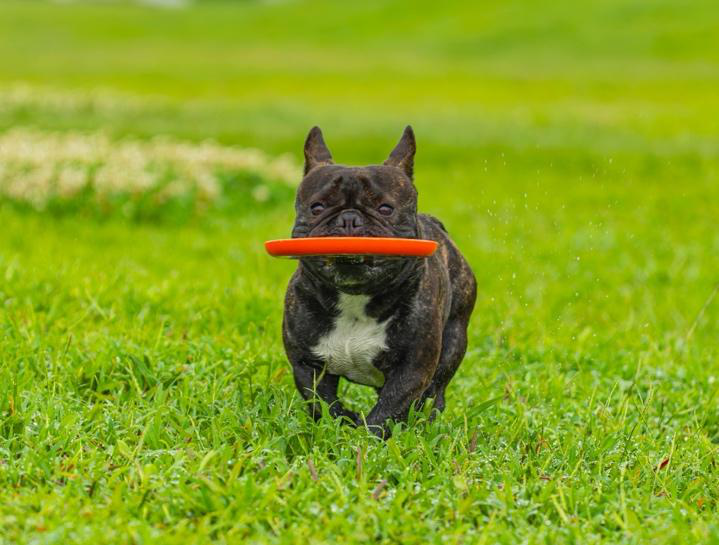 Dog playing fetch outdoors to stay active and fit