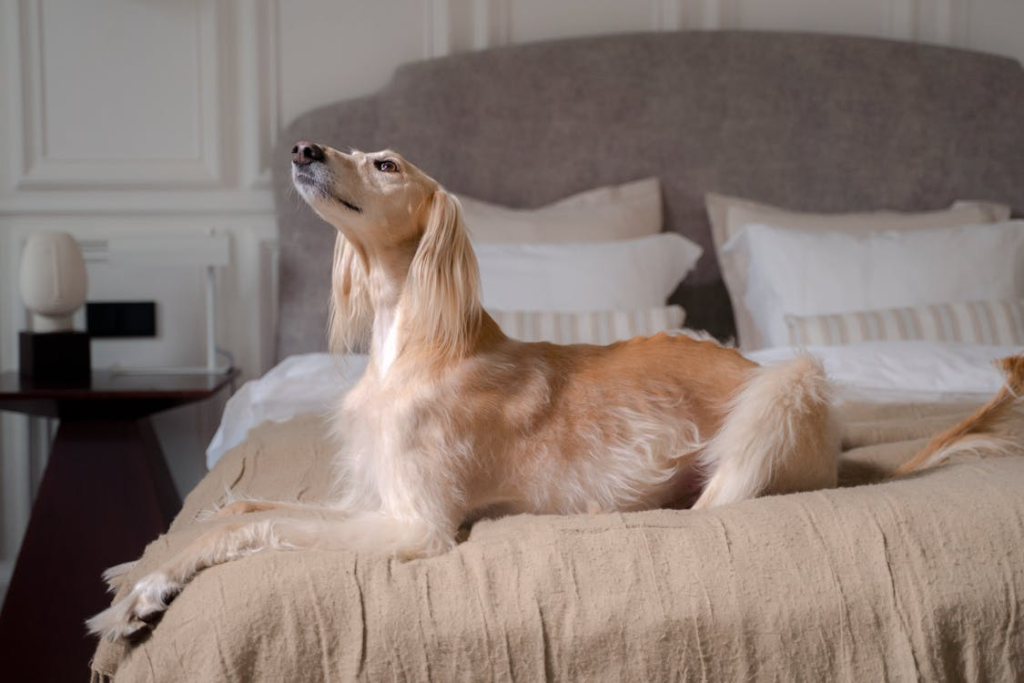 Opting for a luxury dog boarding? Expect individualized care and comforts for your pup