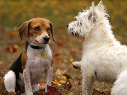 Ensure ample social interaction for your dog