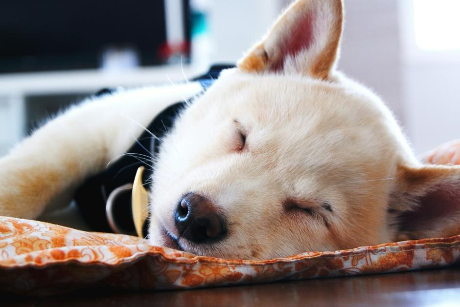 Relaxed dog resting comfortably during dog boarding