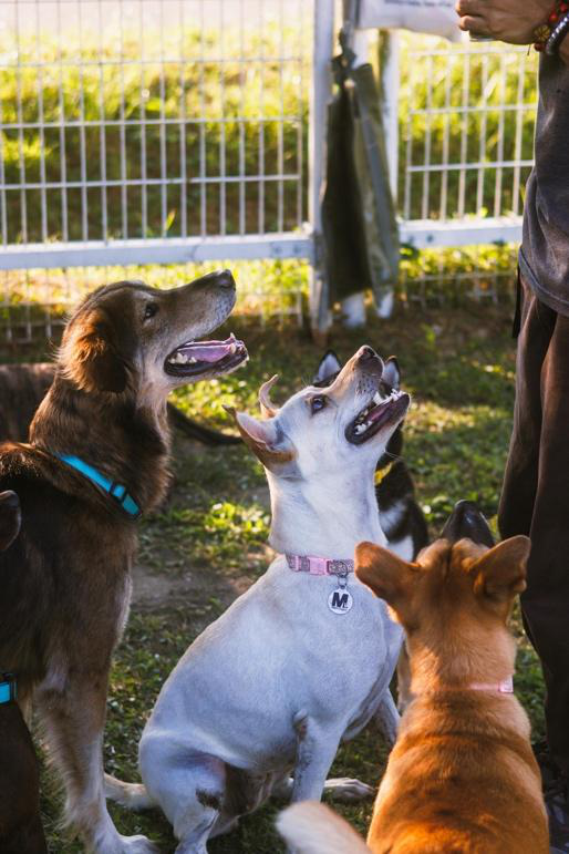 Social dogs interacting at dog daycare