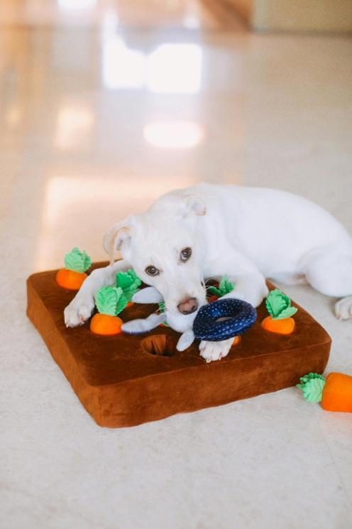 A dog playing with a carrot plush toy at daycare