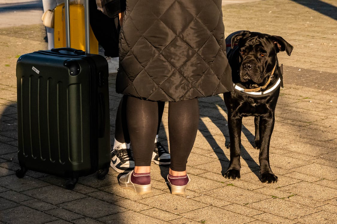 our vacation should not be stressful! Choose luxury boarding to care for your dog during your travel