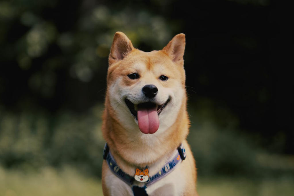  A pet resort with gentle introductions, structured play, and attentive staff