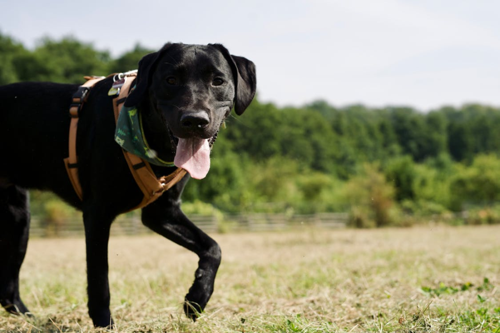 A black Labrador