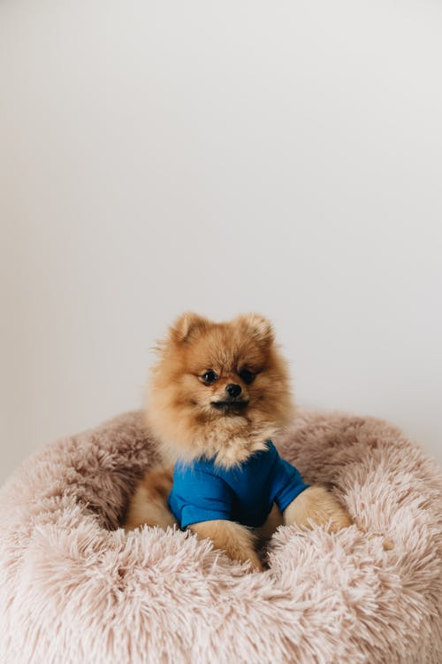 A pomeranian dog