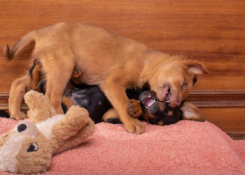 Happy dogs interacting during dog boarding