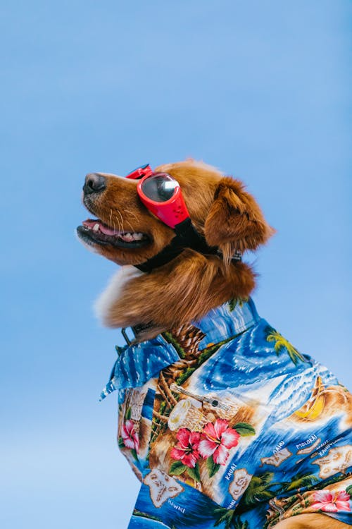 A dog wearing sunglasses