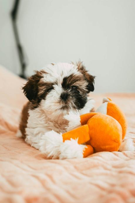 Dog happily settling into boarding suite with favorite toy