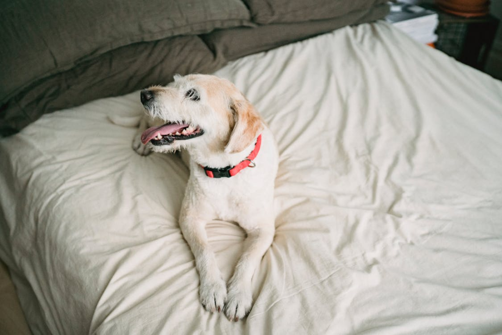 A senior golden retriever resting comfortably on a plush bed