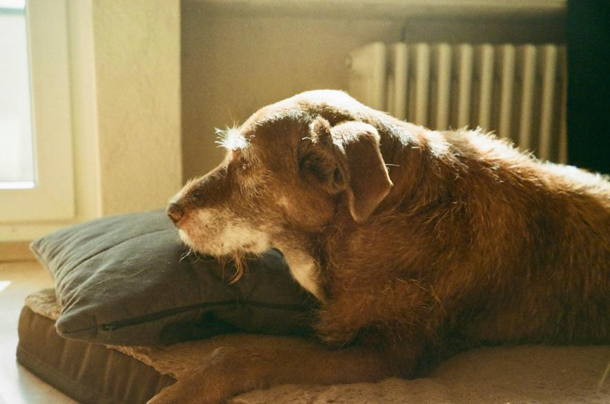 Senior dog resting comfortably in a luxury boarding suite