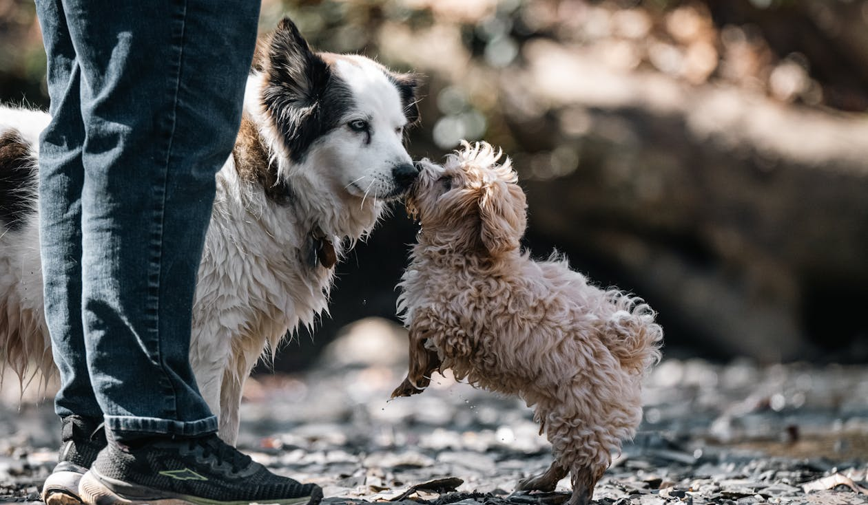 Dogs playing together under supervision in a controlled environment