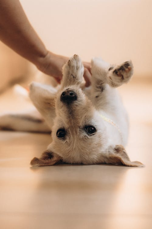 A playful dog enjoying supervised interaction