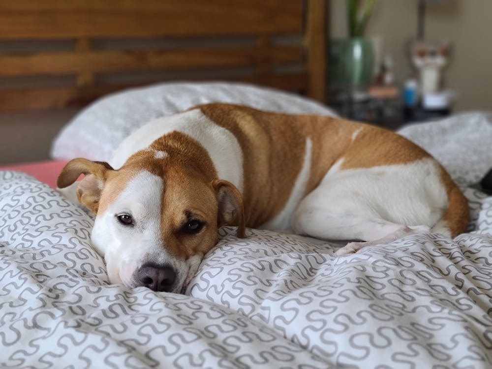 A relaxed dog lying on a cozy bed