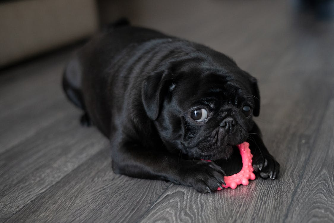 A small puppy playing with a chew toy