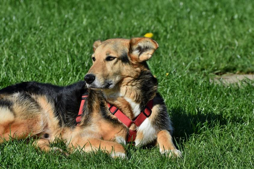 Dog enjoying structured daily routine with play and rest