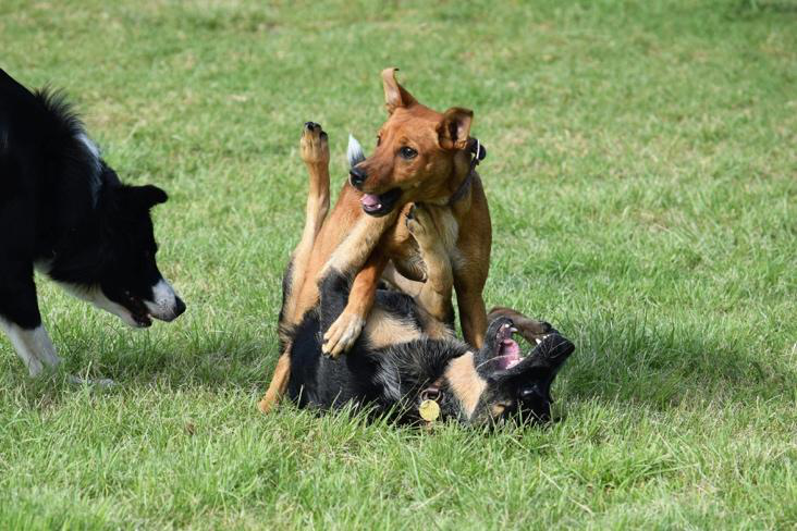 Dogs playing together under supervision at doggy daycare