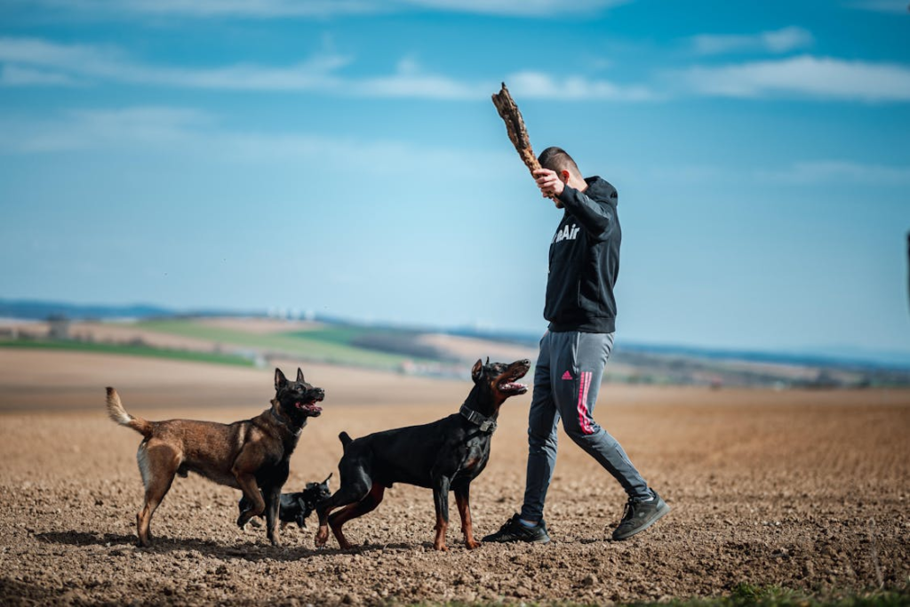Several dogs playing together under supervision