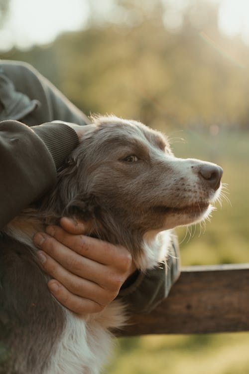 Staff member gently assisting a senior dog