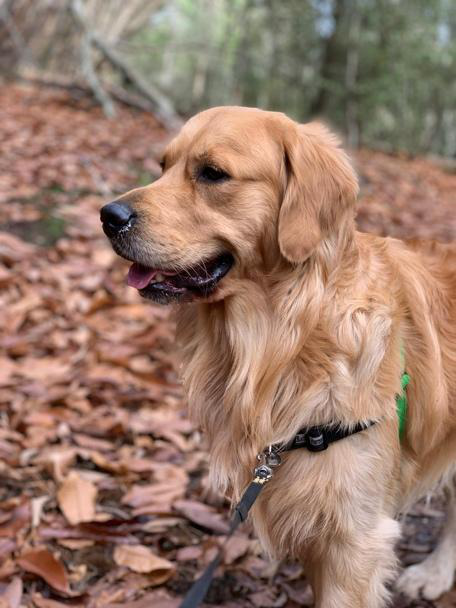 Older dog enjoying a gentle supervised walk outdoors