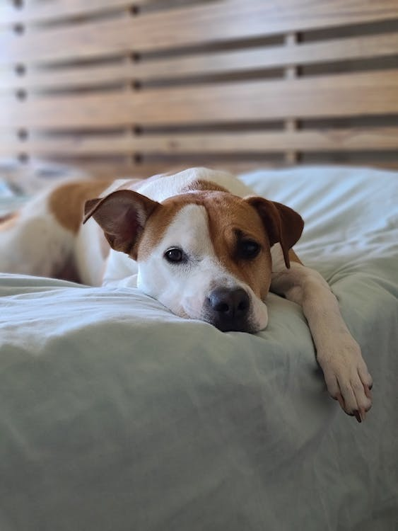 A relaxed dog lying on a comfortable bed in a private suite
