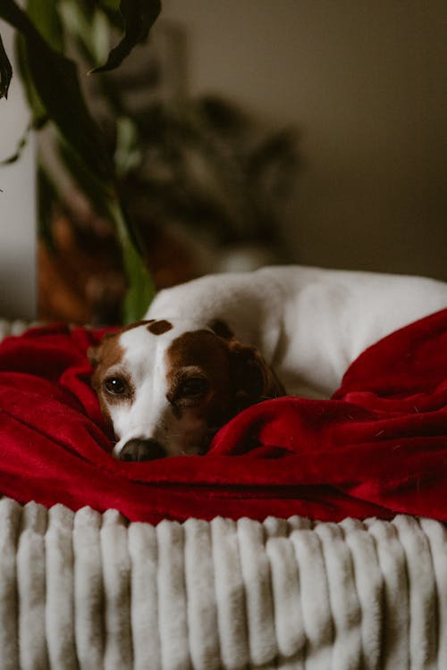A relaxed dog resting comfortably after playtime