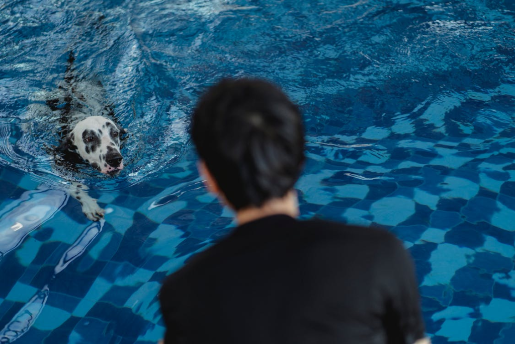 A dog enjoying pool time under staff supervision