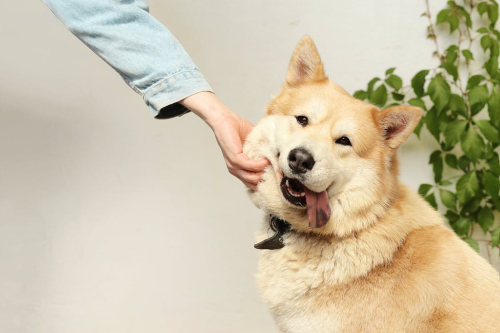 A happy dog