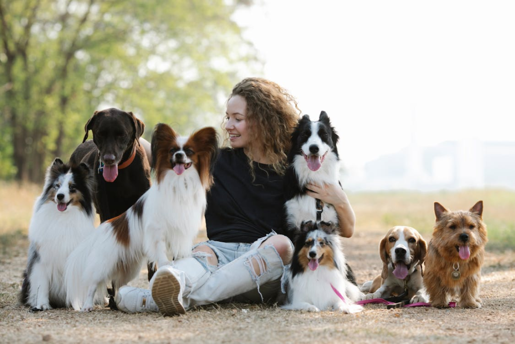 Dogs playing together under supervision at a daycare