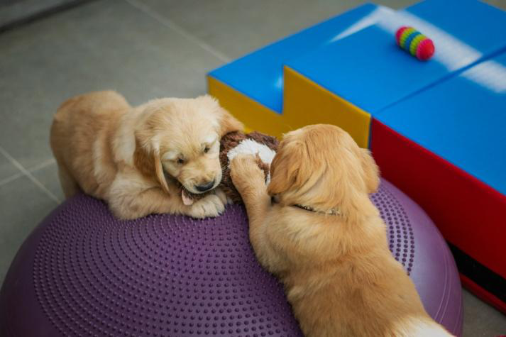 Dogs playing safely in a supervised daycare setting