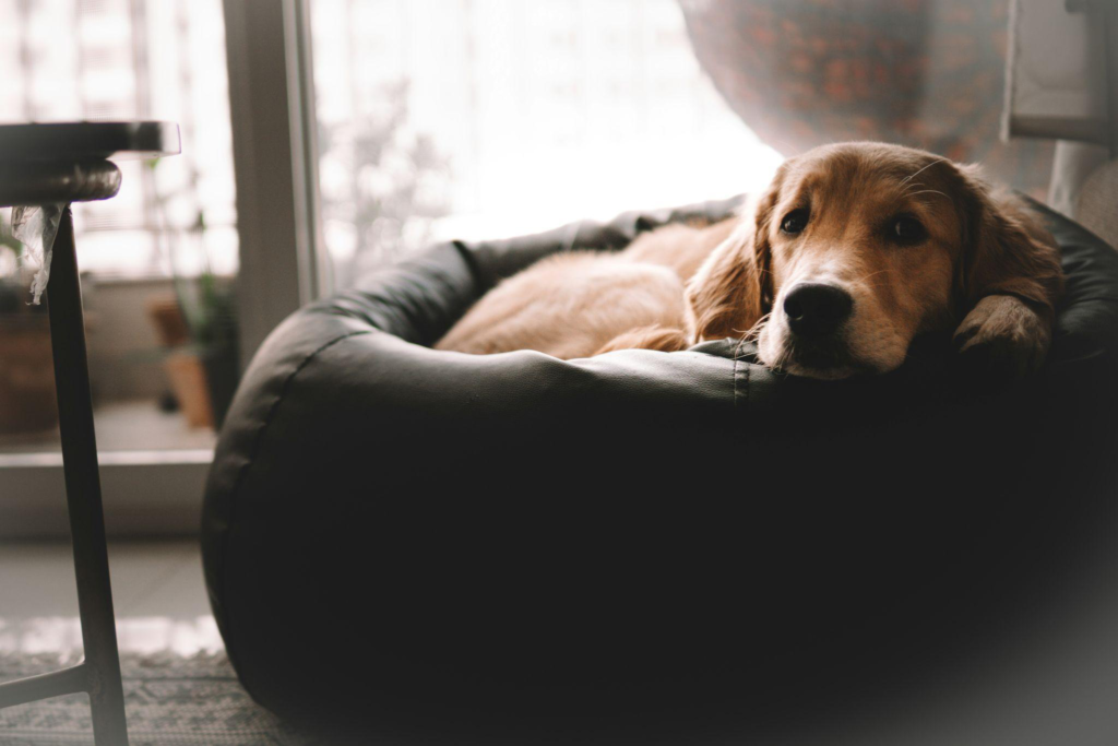 dog resting indoors