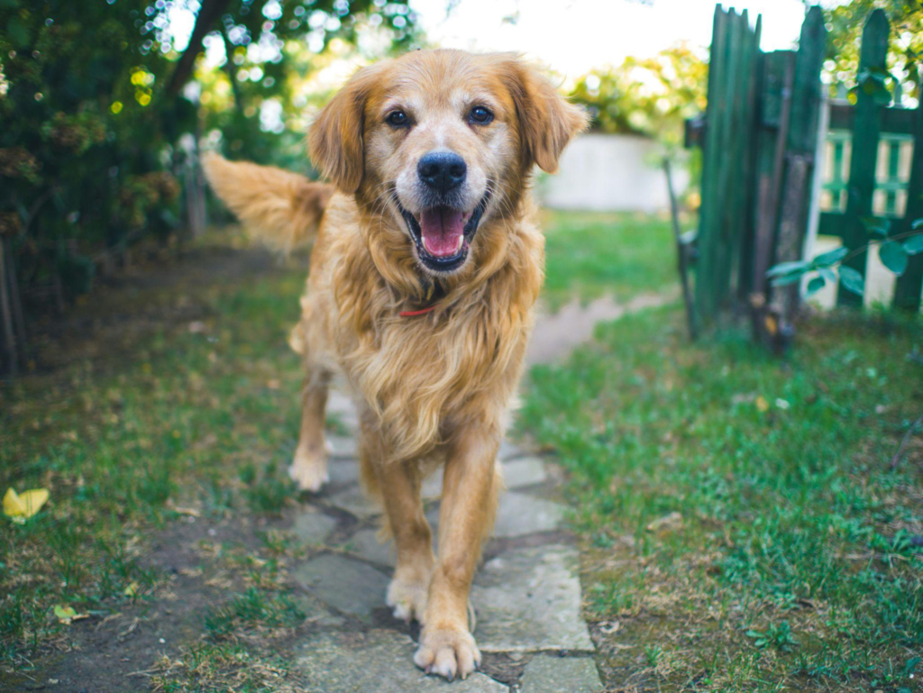 A senior dog standing happily