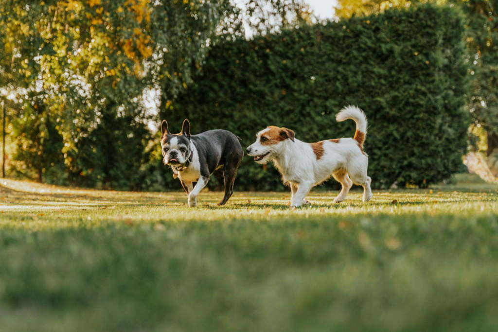 Two dogs running in a garden