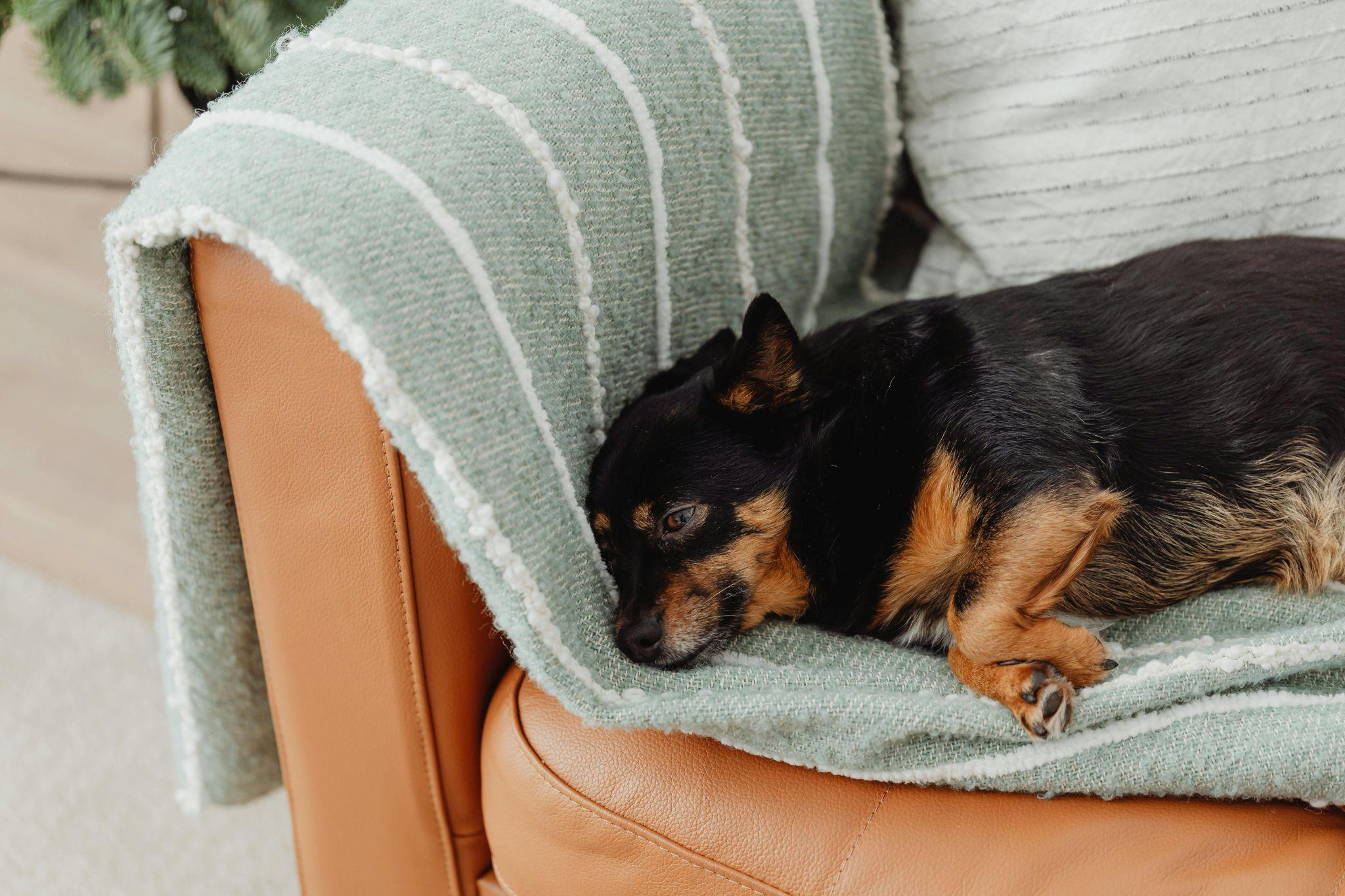 A dog sleeping on a couch