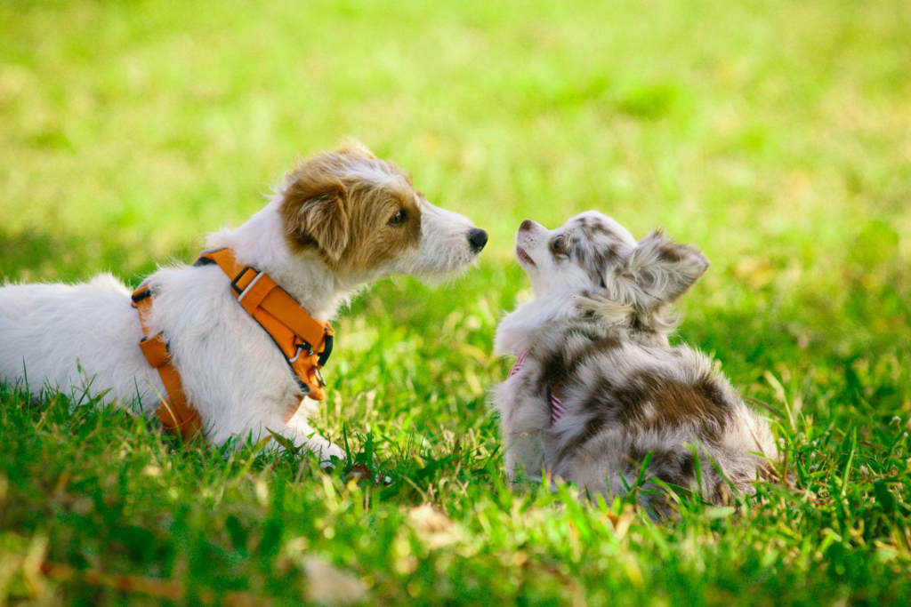 two dogs calmly sitting together