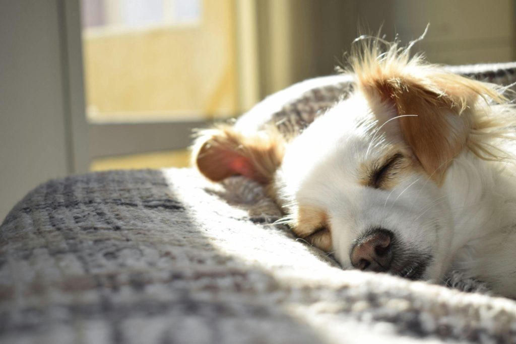 a dog sleeping on a cushioned surface