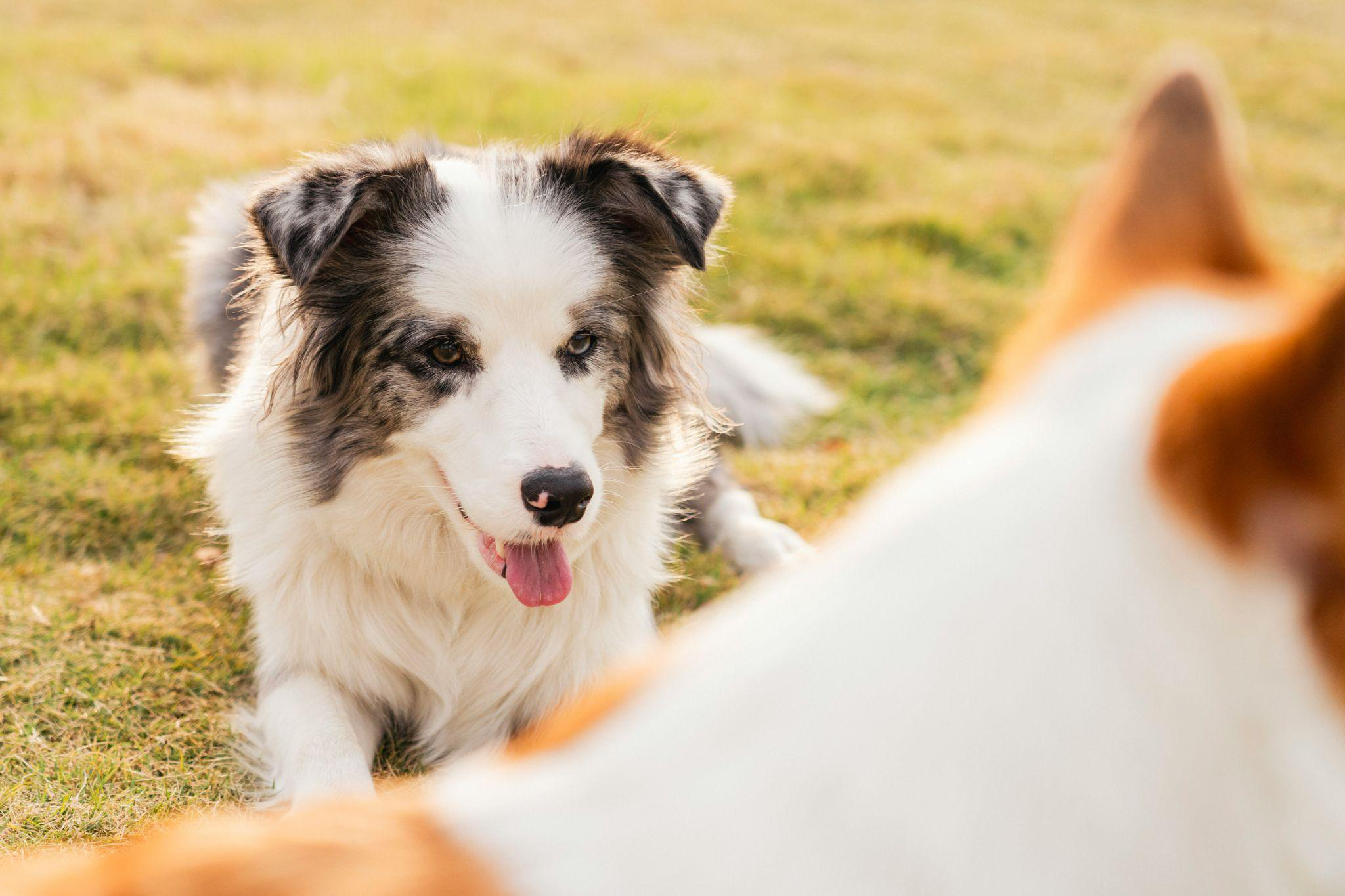 a dog resting on a grassy field