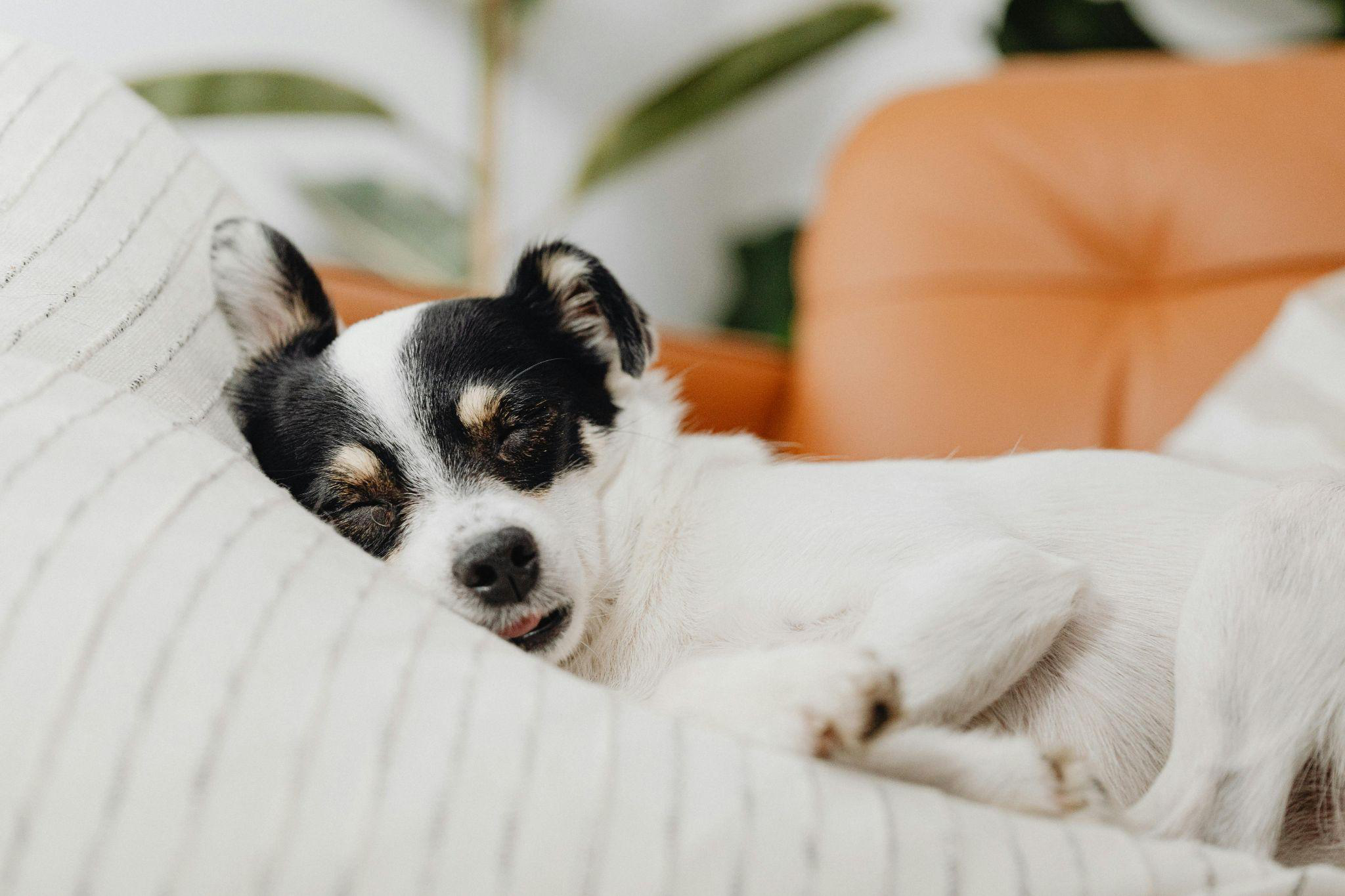 a dog sleeping on a cushioned surface